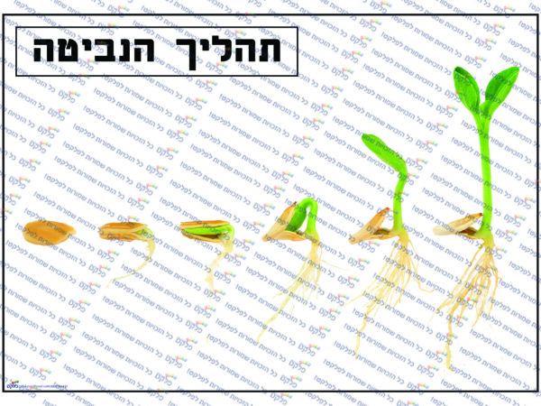 פלקט המחשה תהליך הנביטה