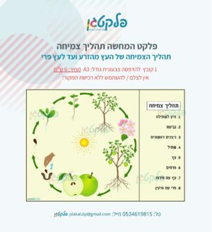 פלקט המחשה תהליך צמיחה