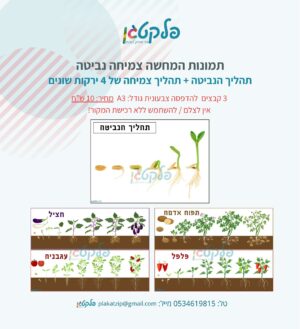 תמונות המחשה צמיחה ונביטה